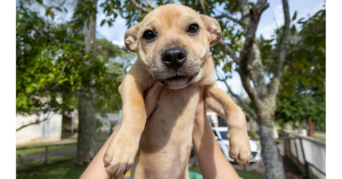 Mogi promove Feira de Adoção durante Semana da Veterinária, nesta quinta-feira (29/10) — imagem divulgada pela fonte.