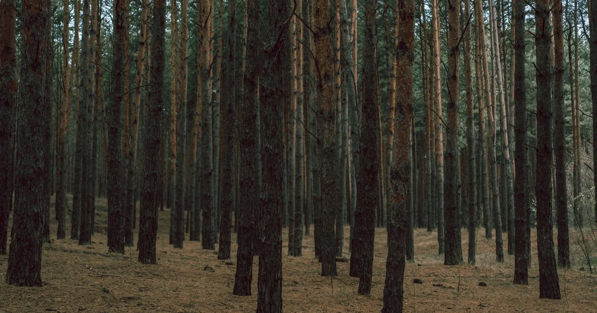 Foto ilustrativa de floresta.