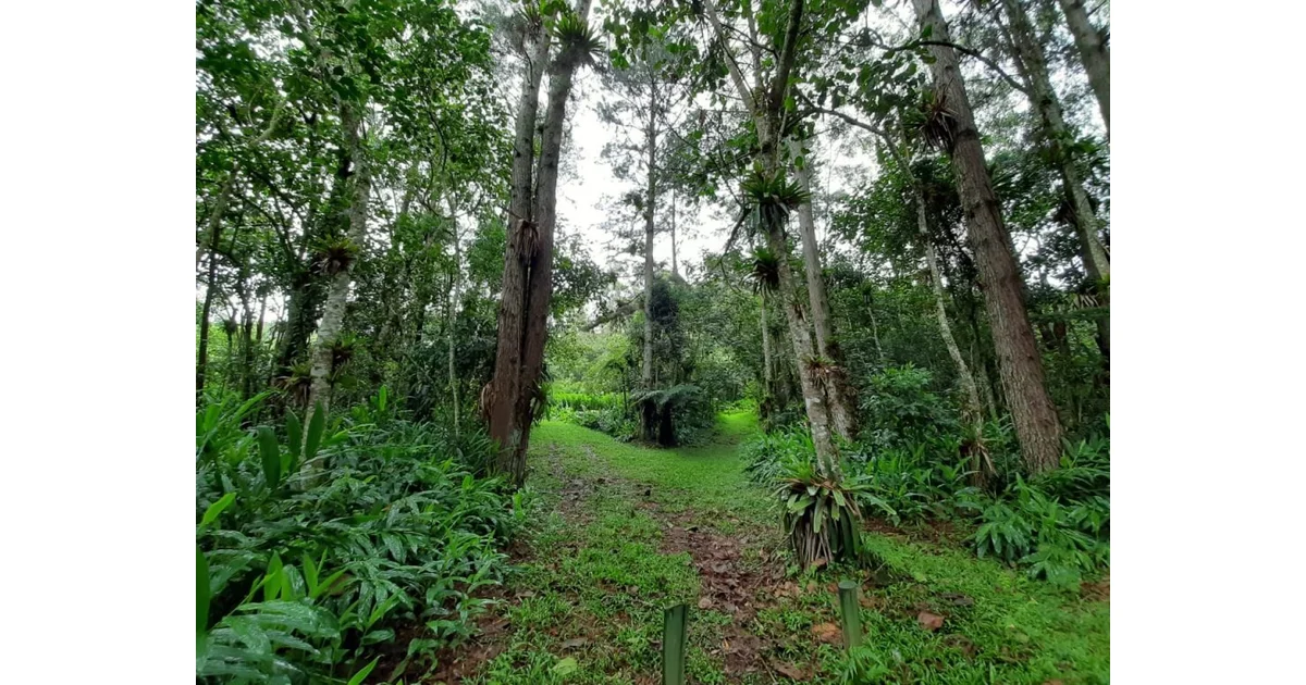 Biodiversidade: jovens de SP têm até 25 de outubro para se inscrever em intercâmbio virtual com o Japão — imagem divulgada pela fonte.