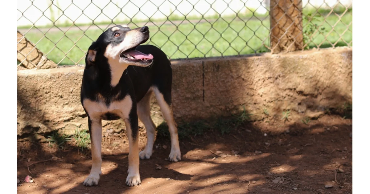 Mogi das Cruzes promove Feira de Adoção no Núcleo de Bem-Estar Animal (Nubea) no domingo (18/10) — imagem divulgada pela fonte.