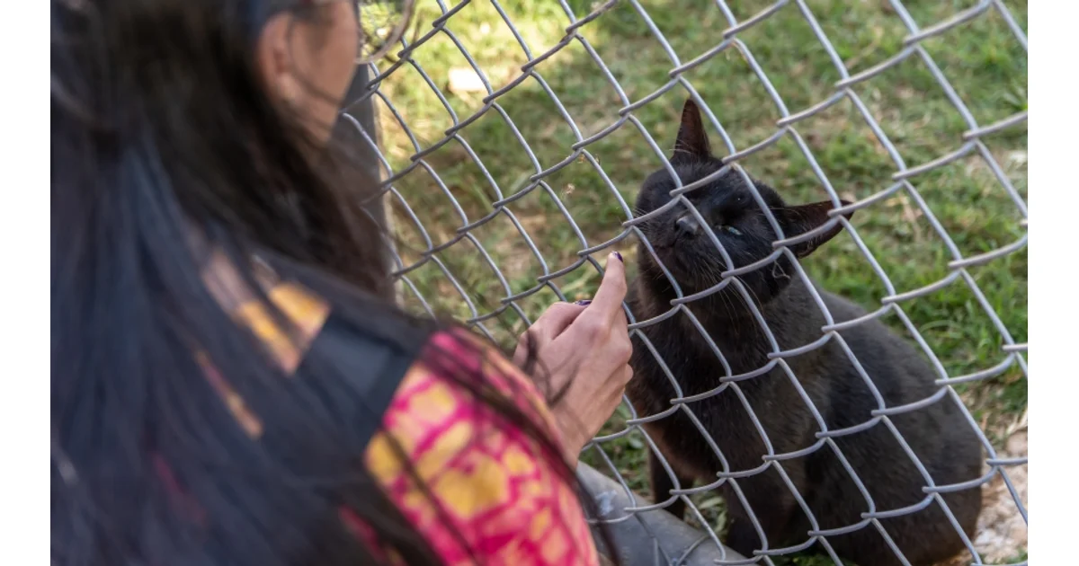 Nubea realiza Cadastro de Protetores no Hospital Veterinário Pró-Pet, na terça-feira (27/10) — imagem divulgada pela fonte.